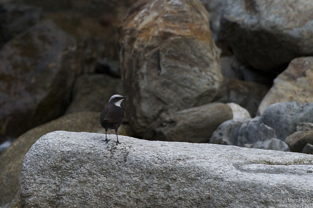 Cincle à tête blancheadulte, identification