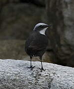 White-capped Dipper