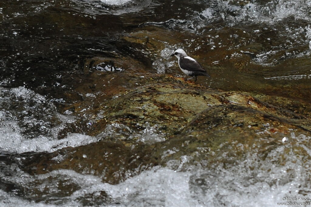 White-capped Dipperadult, identification, Behaviour