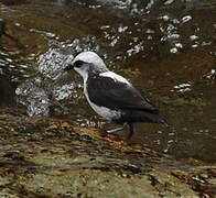 White-capped Dipper