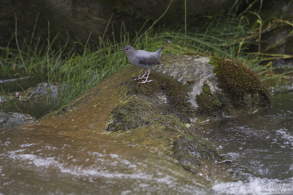 American Dipperadult, identification, Behaviour