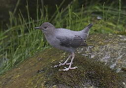 American Dipper