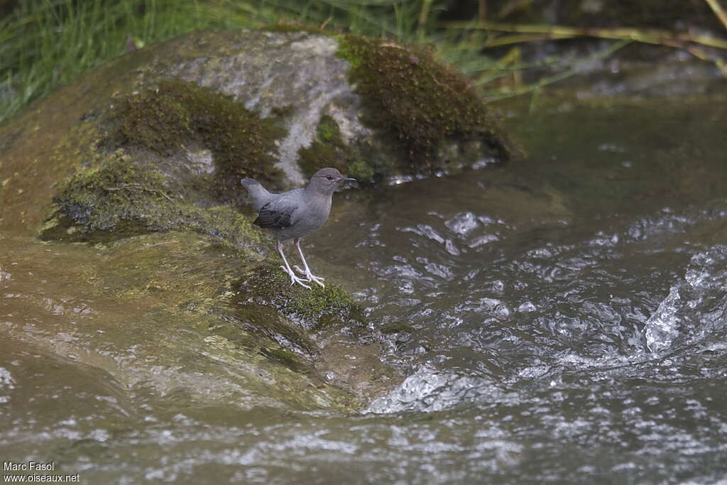 American Dipperadult, identification, Behaviour