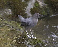 American Dipper