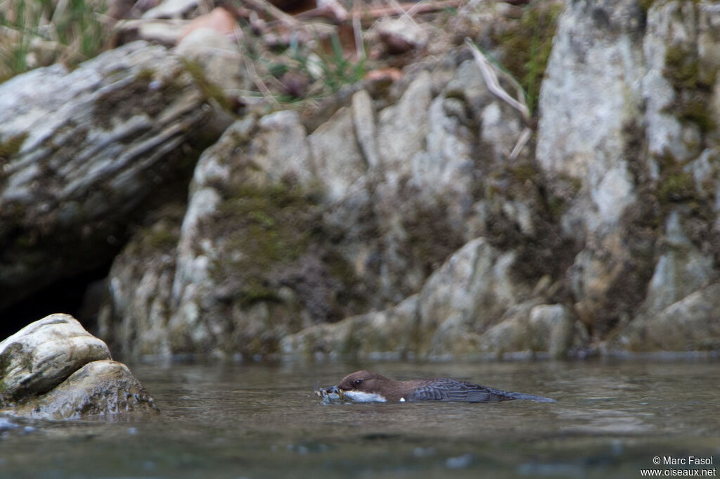 White-throated Dipperadult, identification, swimming