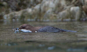 White-throated Dipper