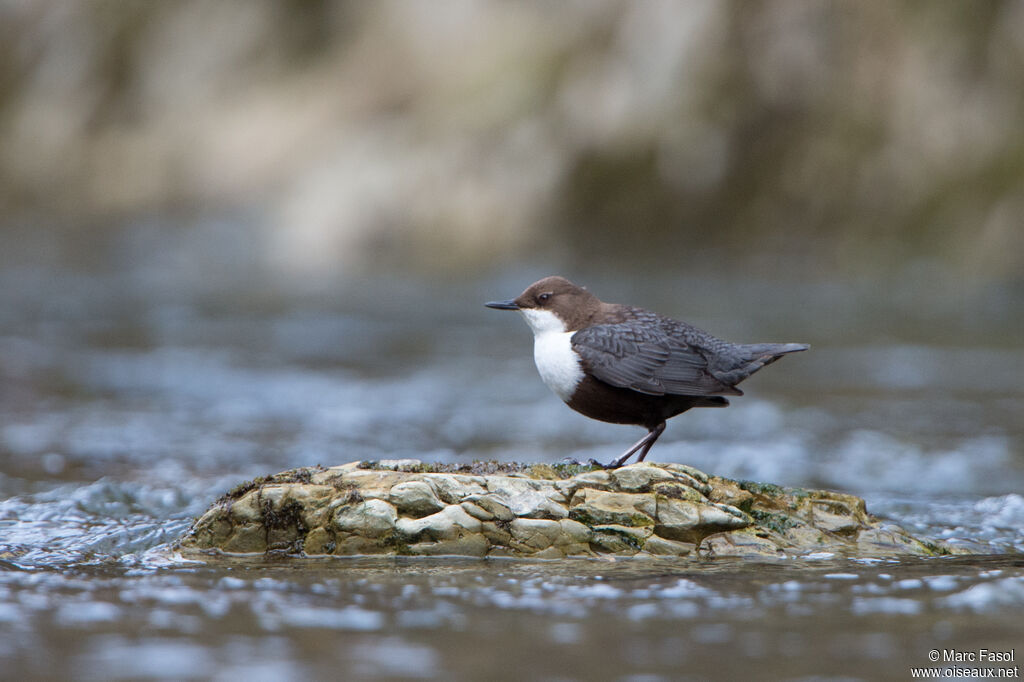 White-throated Dipperadult, identification