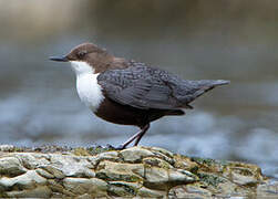 White-throated Dipper