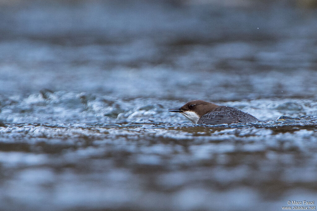 White-throated Dipperadult, identification, swimming