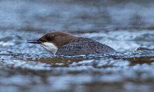 White-throated Dipper