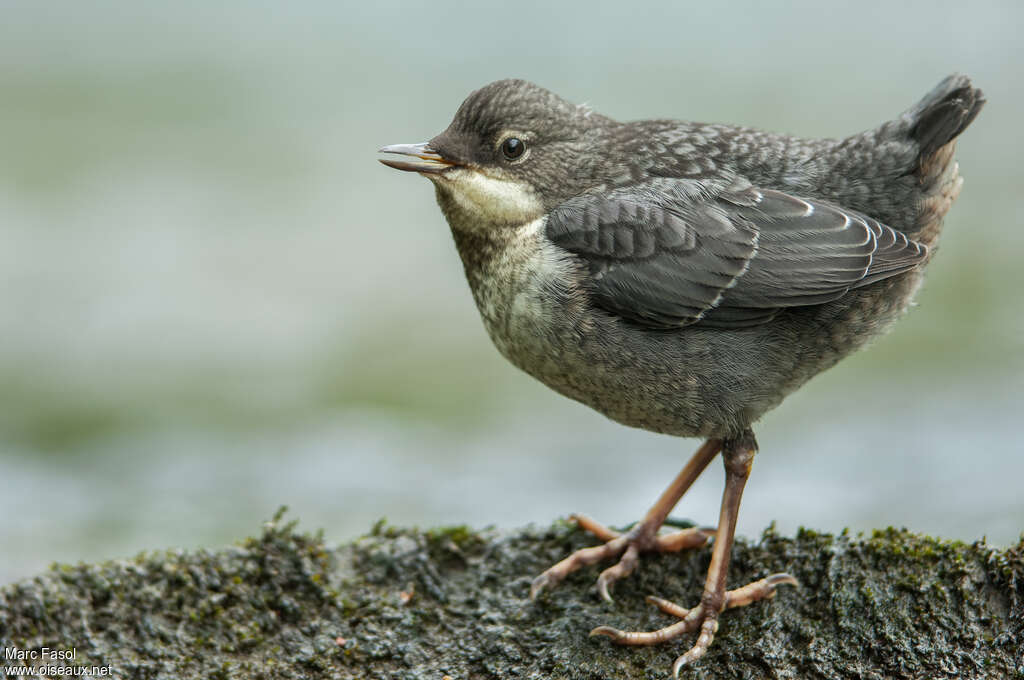 White-throated Dipperjuvenile, identification