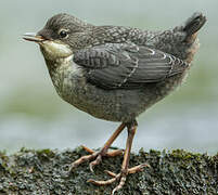 White-throated Dipper