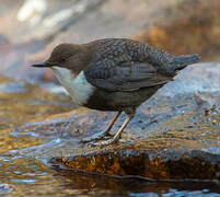 White-throated Dipper