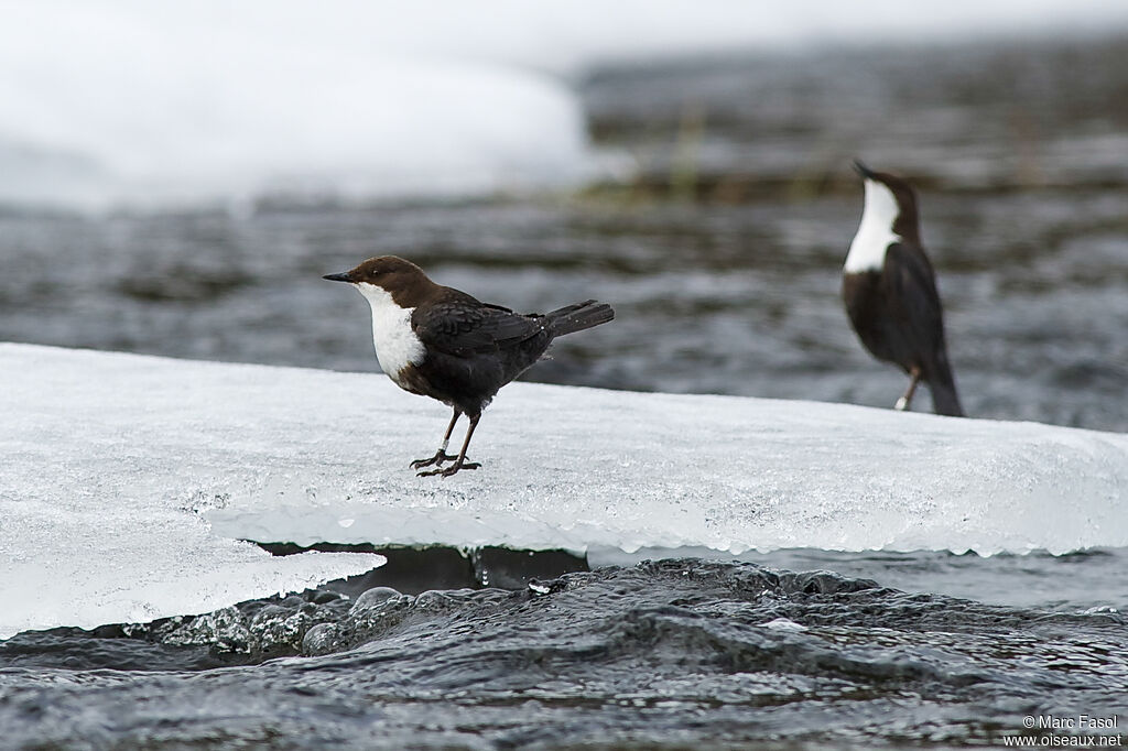 White-throated Dipperadult, courting display, song