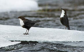 White-throated Dipper