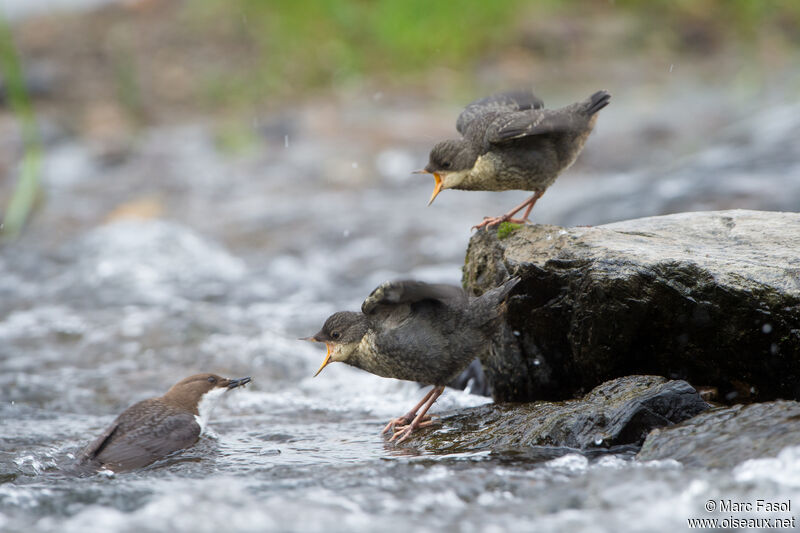 White-throated Dipper, swimming, Reproduction-nesting