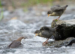 White-throated Dipper