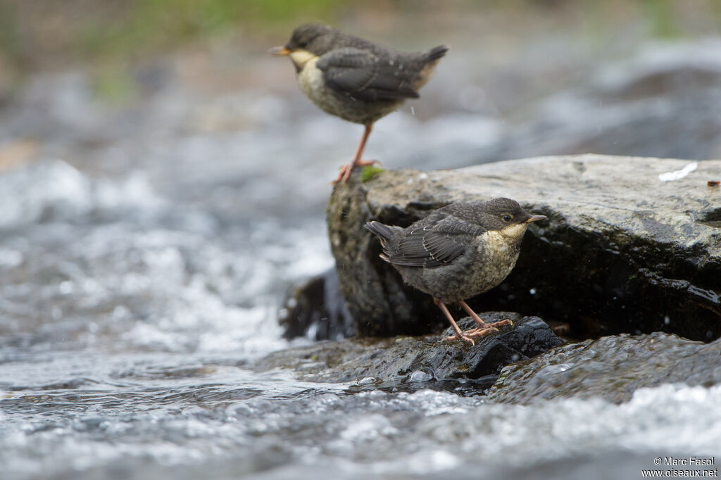 White-throated Dipperjuvenile, identification