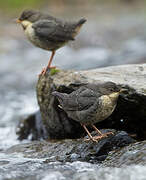 White-throated Dipper