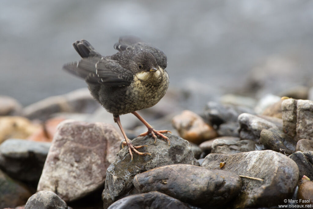 White-throated Dipperjuvenile, identification