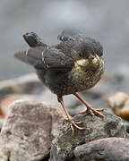 White-throated Dipper