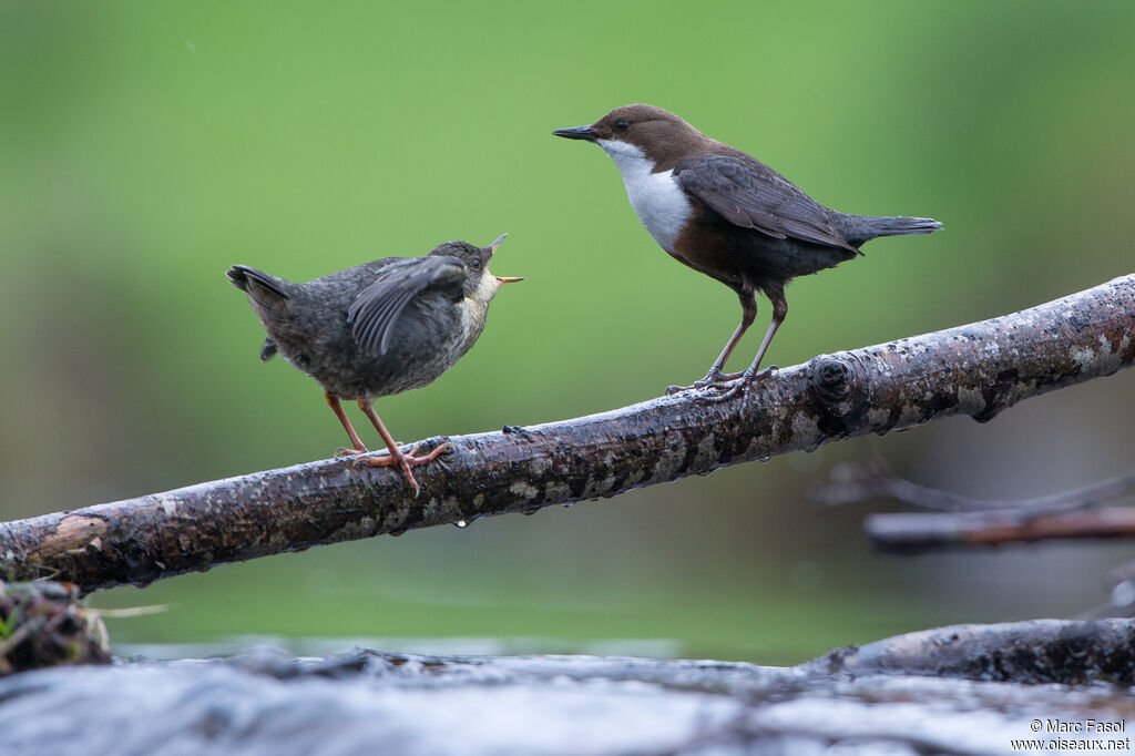 White-throated Dipper, Reproduction-nesting