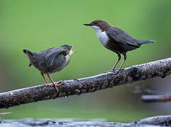 White-throated Dipper