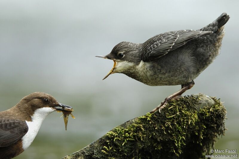 White-throated Dipper, feeding habits, Behaviour