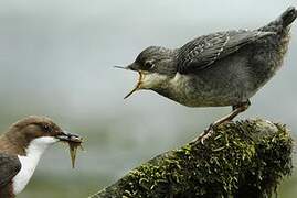 White-throated Dipper