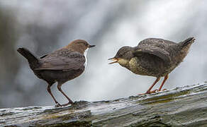 White-throated Dipper