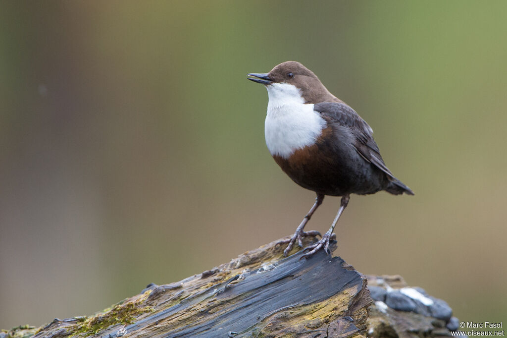 White-throated Dipperadult breeding, identification, song