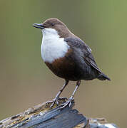 White-throated Dipper