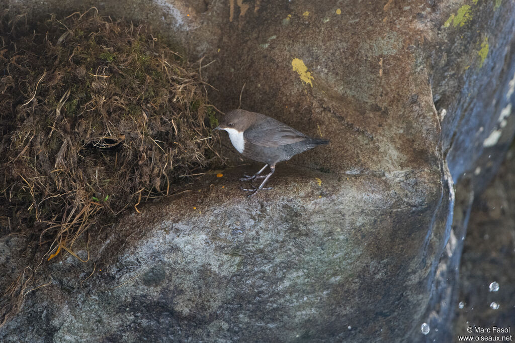 White-throated Dipperadult, Reproduction-nesting