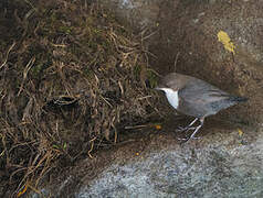 White-throated Dipper