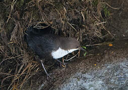 White-throated Dipper