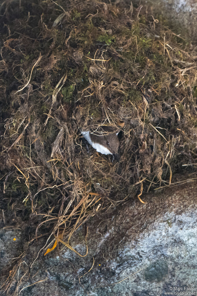 White-throated Dipperadult, identification, Reproduction-nesting