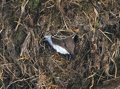 White-throated Dipper