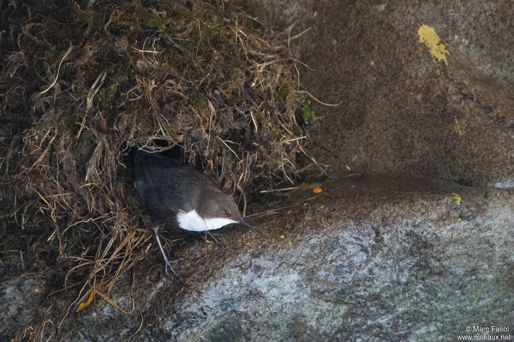 White-throated Dipperadult, identification, Reproduction-nesting