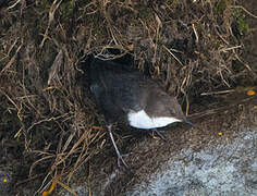 White-throated Dipper