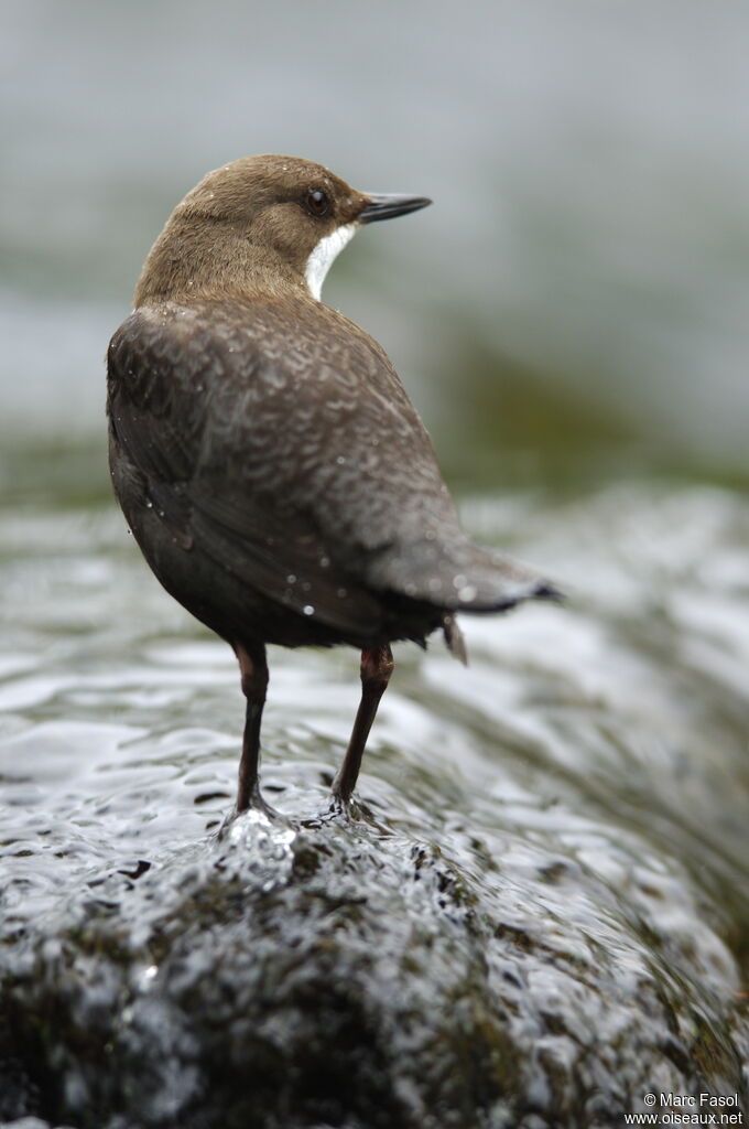 White-throated Dipperadult breeding, identification