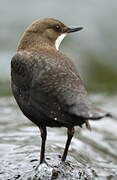 White-throated Dipper