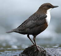 White-throated Dipper