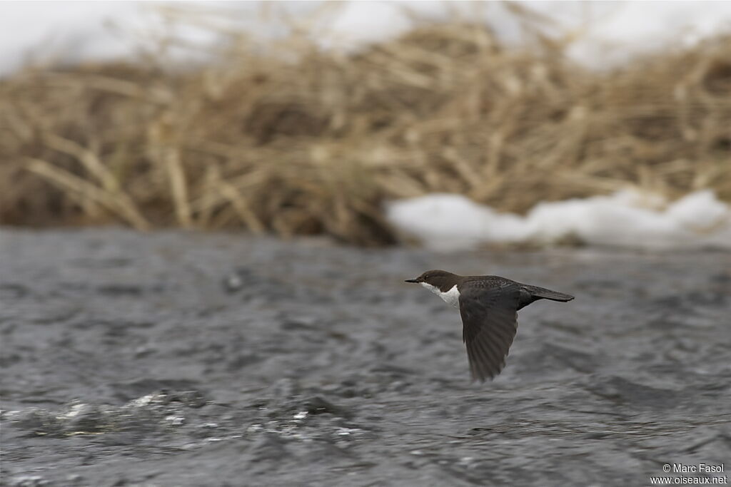 White-throated Dipperadult, Flight