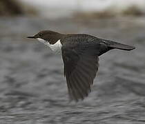 White-throated Dipper