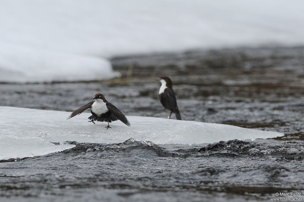 White-throated Dipperadult, courting display