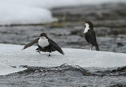 White-throated Dipper