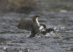 White-throated Dipper