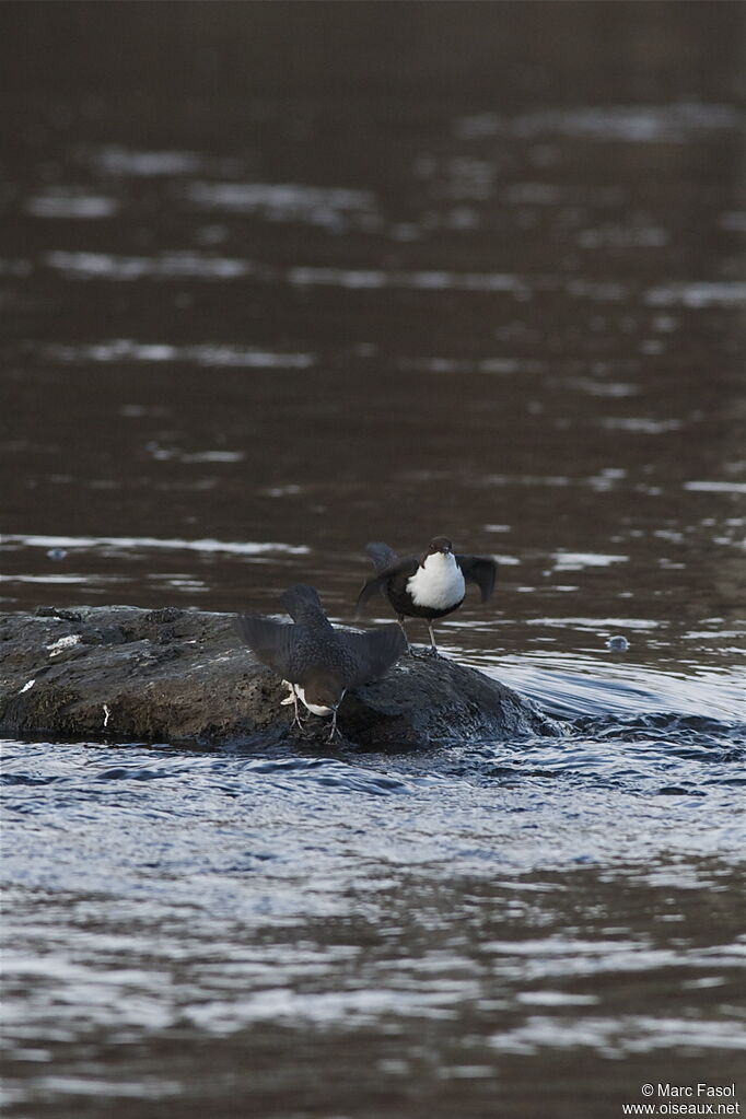 White-throated Dipperadult breeding, identification, courting display, Behaviour