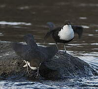 White-throated Dipper