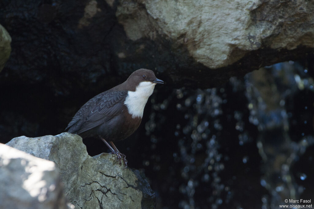 White-throated Dipper male adult, identification, song